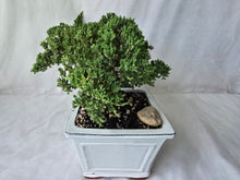 Load image into Gallery viewer, Bonsai Juniper Procumbens Nana
