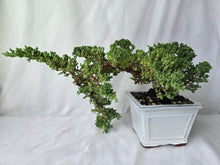 Load image into Gallery viewer, Bonsai Juniper Procumbens Nana
