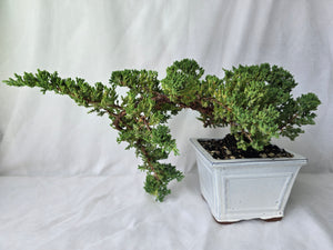 Bonsai Juniper Procumbens Nana