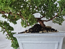 Load image into Gallery viewer, Bonsai Juniper Procumbens Nana
