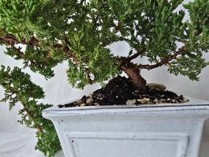 Bonsai Juniper Procumbens Nana