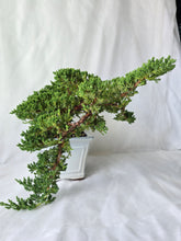 Load image into Gallery viewer, Bonsai Juniper Procumbens Nana
