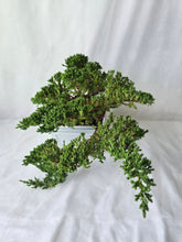 Load image into Gallery viewer, Bonsai Juniper Procumbens Nana
