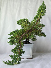 Load image into Gallery viewer, Bonsai Juniper Procumbens Nana
