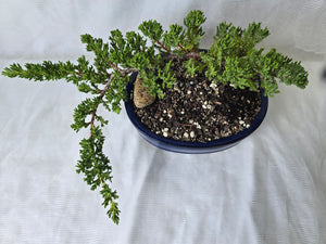 Bonsai Juniper Procumbens Nana