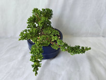 Load image into Gallery viewer, Bonsai Juniper Procumbens Nana
