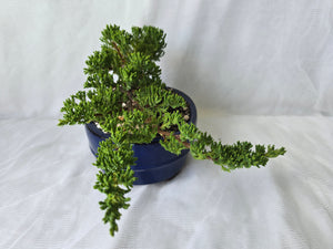 Bonsai Juniper Procumbens Nana