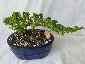 Bonsai Juniper Procumbens Nana