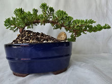 Load image into Gallery viewer, Bonsai Juniper Procumbens Nana
