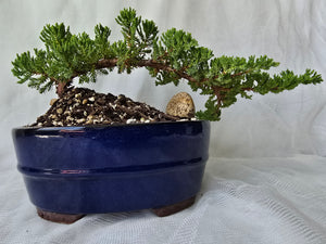 Bonsai Juniper Procumbens Nana