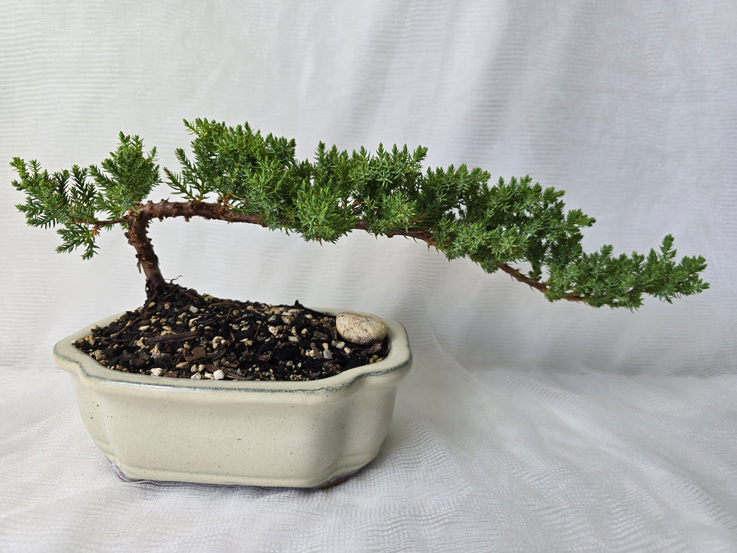 Bonsai Juniper Procumbens Nana