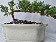 Load image into Gallery viewer, Bonsai Juniper Procumbens Nana
