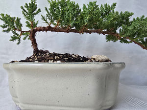 Bonsai Juniper Procumbens Nana