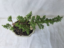 Load image into Gallery viewer, Bonsai Juniper Procumbens Nana
