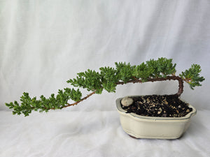 Bonsai Juniper Procumbens Nana