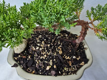 Load image into Gallery viewer, Bonsai Juniper Procumbens Nana
