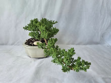 Load image into Gallery viewer, Bonsai Juniper Procumbens Nana
