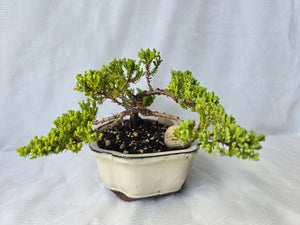 Bonsai Juniper Procumbens Nana