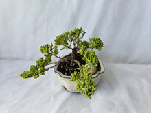 Load image into Gallery viewer, Bonsai Juniper Procumbens Nana
