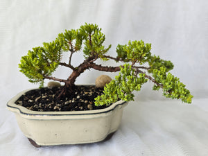 Bonsai Juniper Procumbens Nana