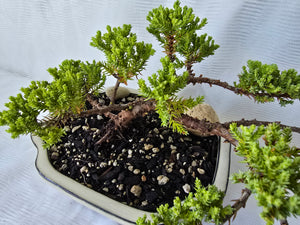 Bonsai Juniper Procumbens Nana