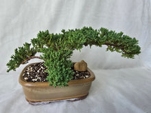 Load image into Gallery viewer, Bonsai Juniper Procumbens Nana
