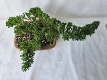 Load image into Gallery viewer, Bonsai Juniper Procumbens Nana
