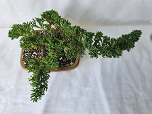 Bonsai Juniper Procumbens Nana