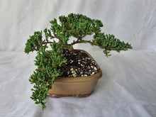 Load image into Gallery viewer, Bonsai Juniper Procumbens Nana
