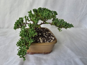 Bonsai Juniper Procumbens Nana