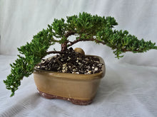 Load image into Gallery viewer, Bonsai Juniper Procumbens Nana
