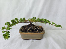 Load image into Gallery viewer, Bonsai Juniper Procumbens Nana
