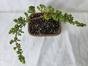 Bonsai Juniper Procumbens Nana