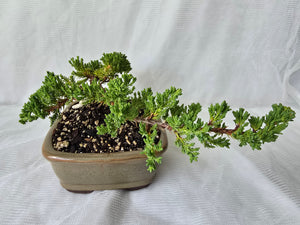 Bonsai Juniper Procumbens Nana