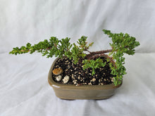 Load image into Gallery viewer, Bonsai Juniper Procumbens Nana
