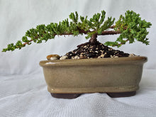 Load image into Gallery viewer, Bonsai Juniper Procumbens Nana
