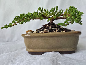 Bonsai Juniper Procumbens Nana