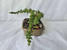 Load image into Gallery viewer, Bonsai Juniper Procumbens Nana
