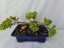 Load image into Gallery viewer, Bonsai Juniper Procumbens Nana
