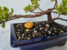 Load image into Gallery viewer, Bonsai Juniper Procumbens Nana
