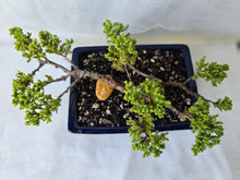 Load image into Gallery viewer, Bonsai Juniper Procumbens Nana
