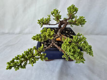 Load image into Gallery viewer, Bonsai Juniper Procumbens Nana
