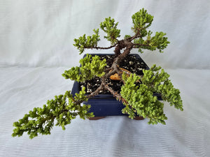 Bonsai Juniper Procumbens Nana