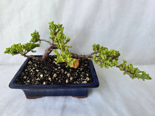 Load image into Gallery viewer, Bonsai Juniper Procumbens Nana
