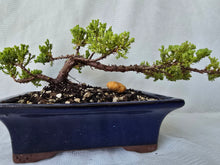 Load image into Gallery viewer, Bonsai Juniper Procumbens Nana
