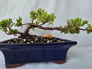 Bonsai Juniper Procumbens Nana