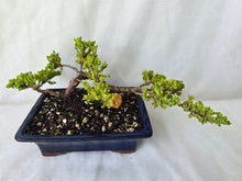 Load image into Gallery viewer, Bonsai Juniper Procumbens Nana
