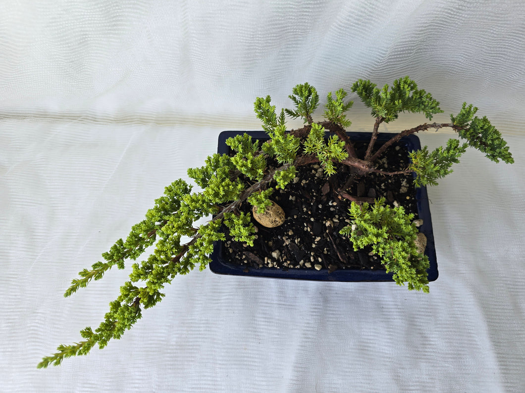 Bonsai Juniper Procumbens Nana