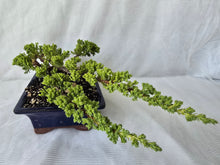 Load image into Gallery viewer, Bonsai Juniper Procumbens Nana
