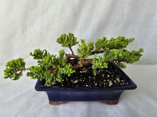 Load image into Gallery viewer, Bonsai Juniper Procumbens Nana
